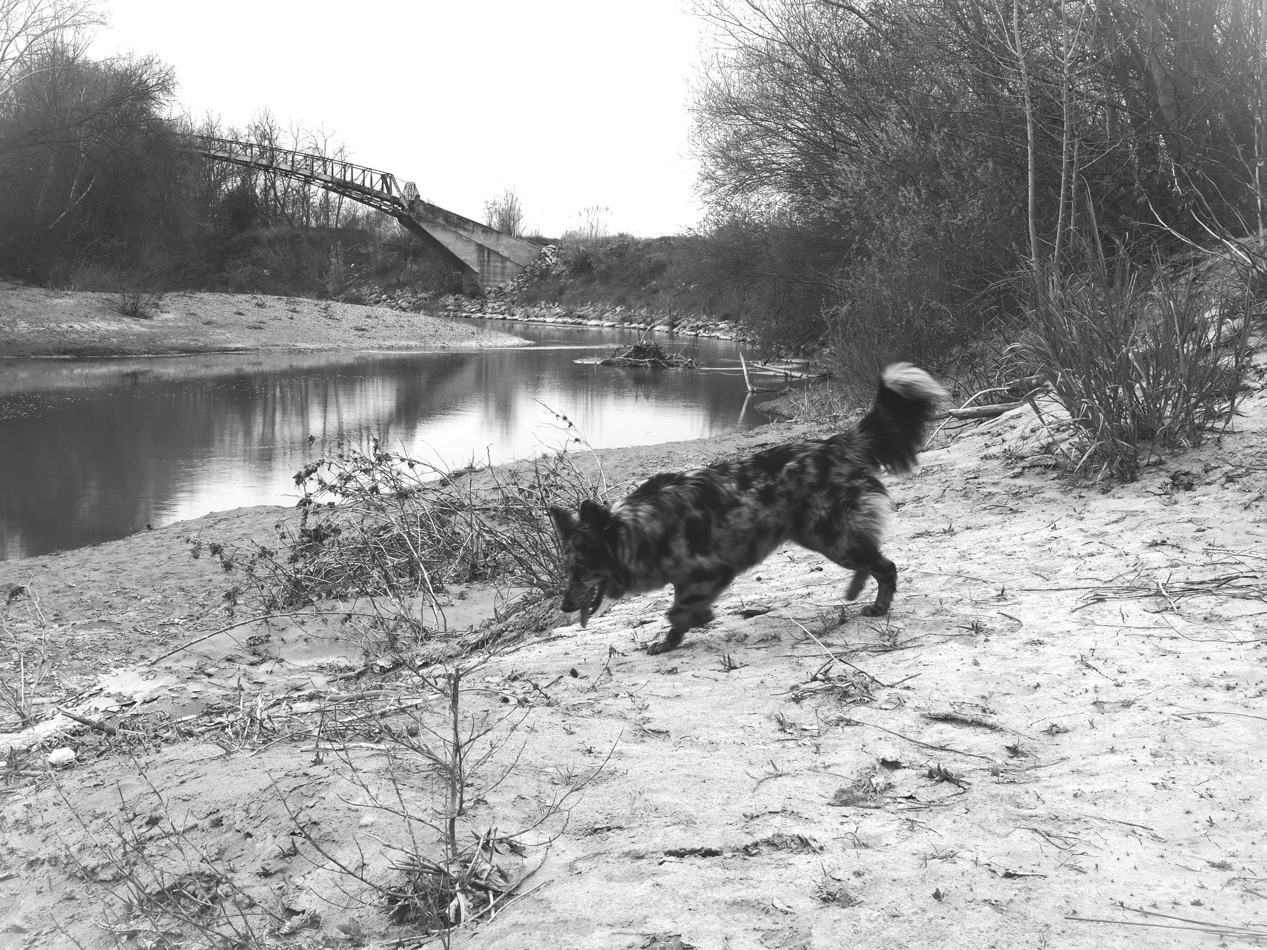 Cane al fiume